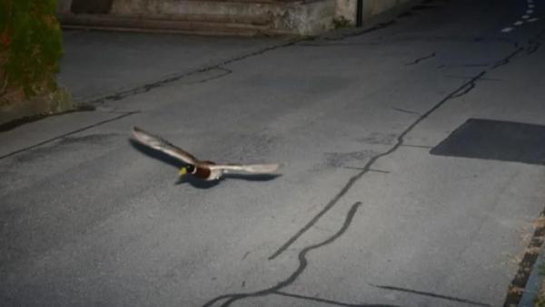 O rață "recidivistă" din Elveția a fost prinsă de radar pentru exces de viteză în localitate