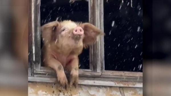 Un purceluş a devenit viral, după ce a fost surprins privind cu nostalgie pe fereastră. Animalul fusese abandonat de stăpâni într-un sat din Georgia