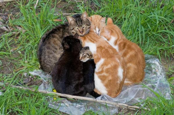 O femeie din Botoşani a primit o amendă uriaşă pentru că avea prea multe pisici. Câte feline au găsit poliţiştii în apartament