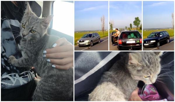 Un tânăr din Suceava a salvat un pisic care ajunsese în stradă, riscându-şi viaţa. Motănelul a fost adoptat, după ce povestea lui a devenit virală