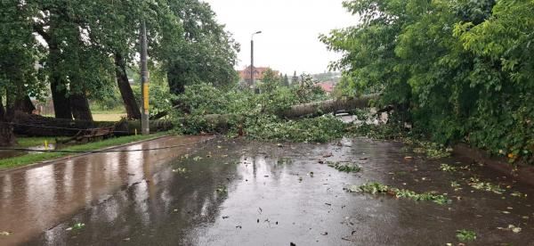 Un copac, monument al naturii, a făcut pagube mari, rupt de vânt