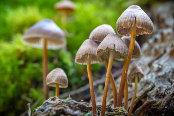 ciuperci psilocybin
