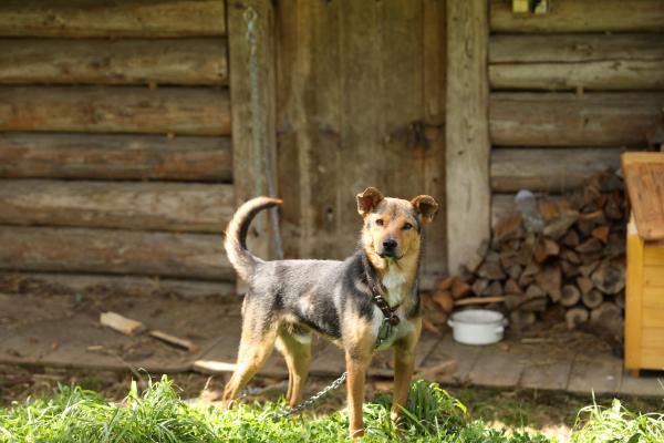 caine