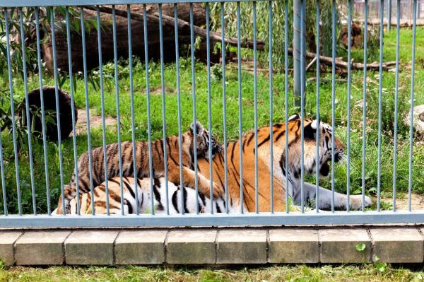 Un bărbat din Dâmboviţa şi-a făcut Zoo în propria curte. Cât cerea vecinilor pentru a-i lăsa să vadă trigrii