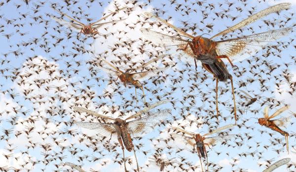 După ruşi, Ucraina e invadată şi de lăcuste