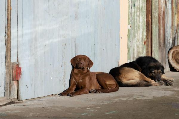 Un băiat de 8 ani, descoperit trăind alături de o haită de câini în Thailanda. Putea comunica doar prin lătrat