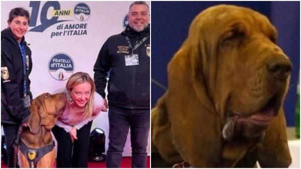 Bruno, un căţel erou din Italia care a salvat 9 vieţi, a fost ucis cu cârnaţi plini cu cuie