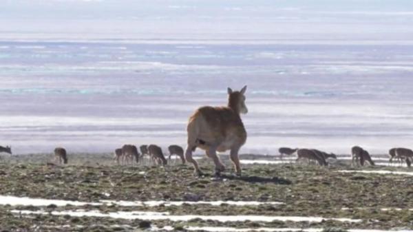 Primul robot-antilopă cu inteligenţă artificială, construit în China