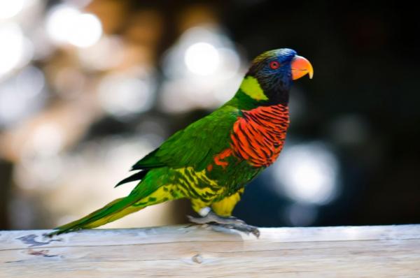 Reţea britanică de trafic de droguri, destructurată cu ajutorul unui papagal