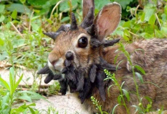 Iepuri mutanţi, descoperiţi în SUA. Au mai multe excrescențe pe cap