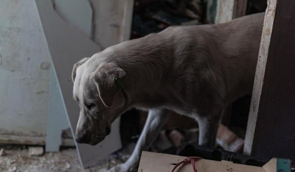 Bărbat reţinut după ce a ucis un câine. Patrupedul i-ar fi mâncat o pasăre din gospodărie