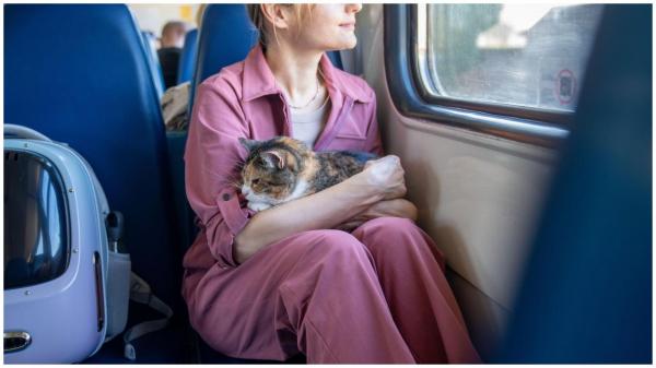 pisică în tren