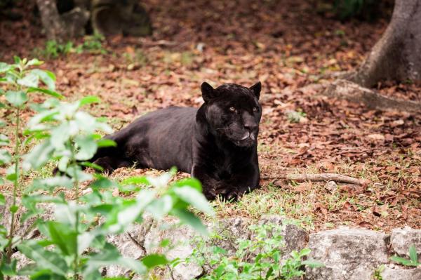 Pantera neagră a apărut din nou la graniţa cu România. Autorităţile din Bulgaria sunt în alertă