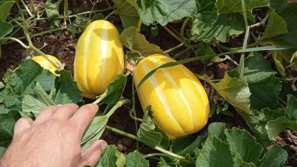 Ionuţ a dat lovitura cu o cultură exotică pe care o exportă în străinătate: "E cerere în Germania"