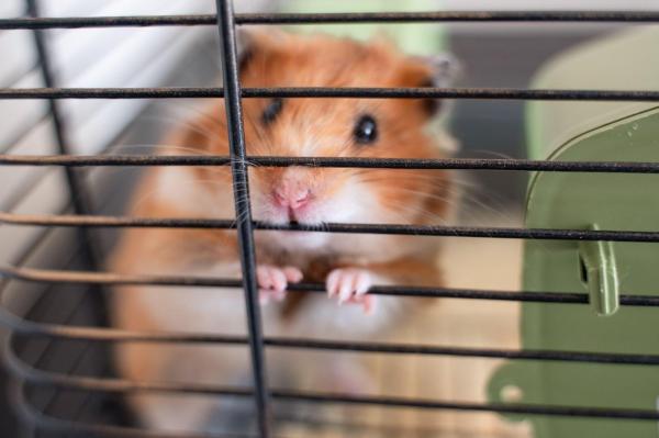 Grădina zoo care le cere oamenilor să îşi doneze animalele de casă pentru a fi mâncate de prădători