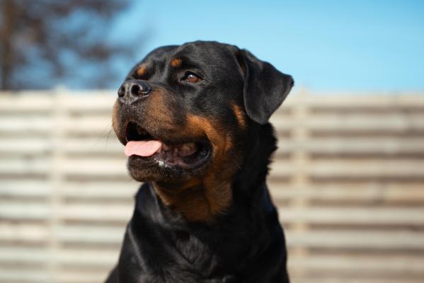 câine Rottweiler