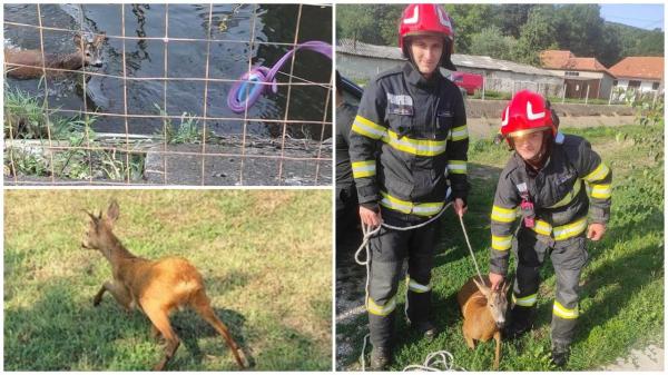 Un căprior a fost salvat de la înec de pompierii din Bihor