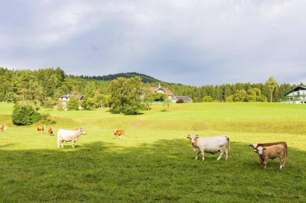 vaci din Alpii austrieci