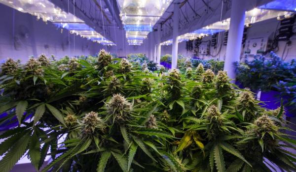 O fermă legală de cannabis din Rotterdam riscă să fie închisă dacă nu reduce mirosul prea puternic