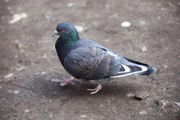 O femeie din Iaşi, cercetată după ce a prins un porumbel şi l-a mâncat