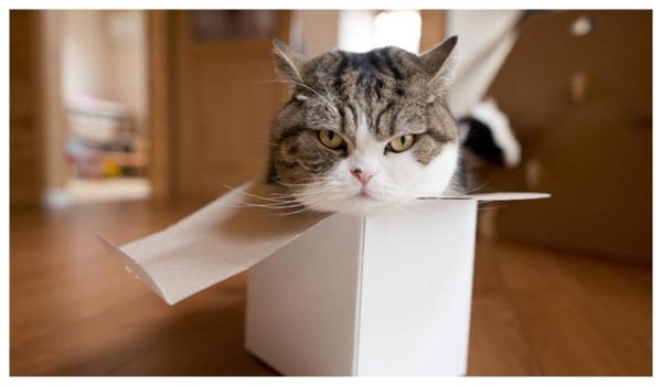 Maru, cea mai populară pisică de pe internet, a murit