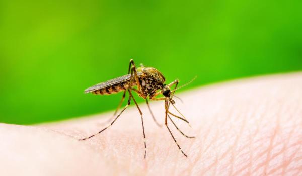 INSP: 21 de cazuri de infecţie cu virusul West Nile, în perioada 2 iunie - 11 septembrie. Cum ne protejăm