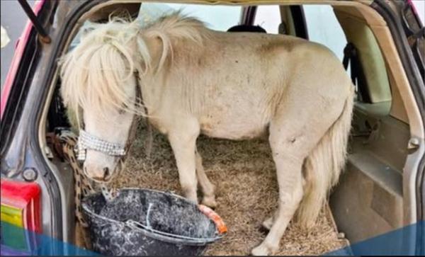 Şoferiţă din Germania, oprită de poliţişti pentru că avea un ponei în portbagaj. N-a vrut să plătească amenda