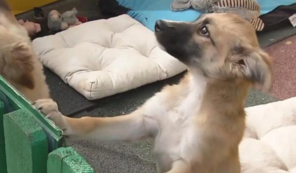 Proiect: Câinii din adăpsoturi vor putea fi încredinţaţi spre îngrijire temporară înainte să fie adoptaţi