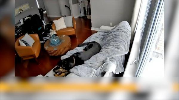 Momentul în care un câine aproape dă foc casei, în Canada. Vecinii au alertat pompierii