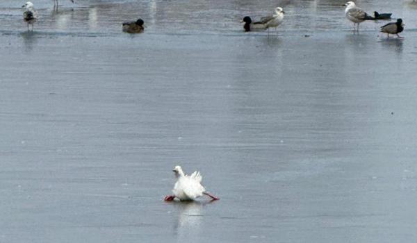 Misiune atipică în Tulcea. Pompierii au salvat o raţă blocată în gheaţă