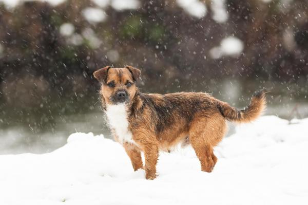 Vremea de mâine 18 ianuarie. Gerul pune stăpânire pe întreaga ţară. Maxime, între -12 și 0 grade