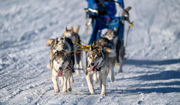 Emisarului lui Trump în Groenlanda i s-a retras invitaţia la o cursă de sănii trase de câini