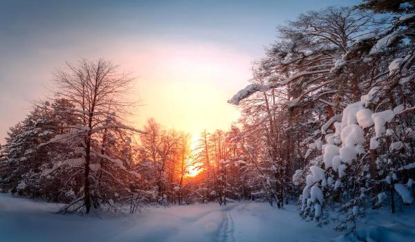 Fenomenul copacilor care "explodează". Misterul, explicat pas cu pas de cercetători