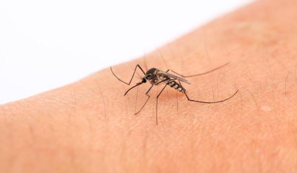 Primul caz de virus Chikungunya, transmis de ţânţari, în România. Ce simptome prezintă pacientul