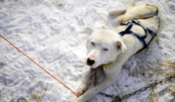 Finlanda caută voluntari pentru îngrijirea câinilor husky. Oferă cazare şi salariu