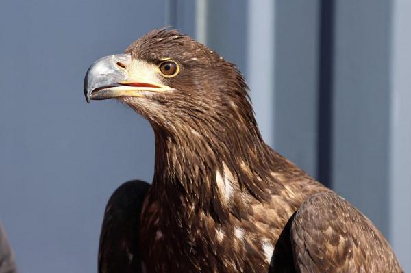 Un vultur pleşuv viu a fost prezent la toate meciurile jucate de Crystal Palace în ultimii 16 ani