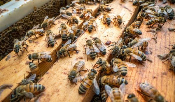 Un meci de tenis profesionist a fost oprit şi arena evacuată după ce un roi de albine a invadat perimetrul