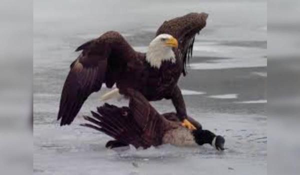 Reacția Casei Albe după victoria SUA în fața Canadei la hochei: mesaj ironic pentru Justin Trudeau