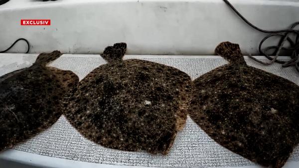 Caracatiţa din spatele afacerilor cu peşte. Cultura şpăgii a dus calcanul aproape de dispariţie