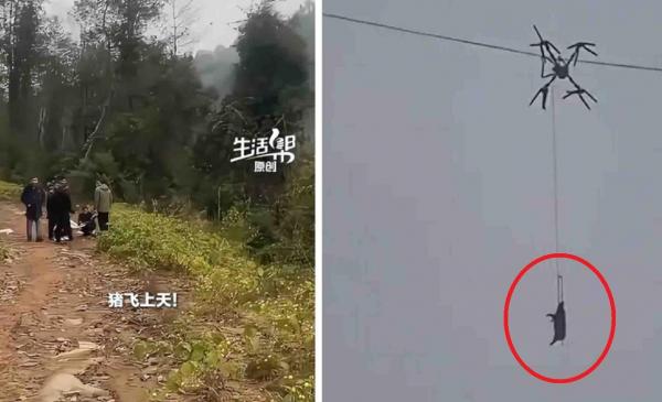 Sat întreg, lăsat fără curent de un "porc zburător". Incident bizar provocat de un fermier