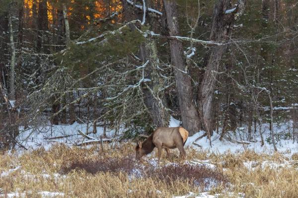 Un animal dispărut în urmă cu 200 de ani a reapărut în pădurile din România