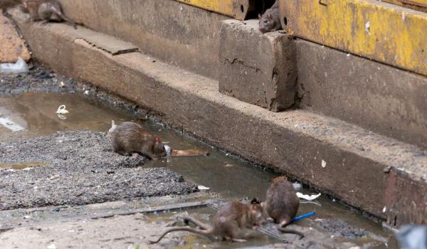 Oraşul în care trăiesc mulţi români, invadat de şobolani "cât iepurii". Gunoierii sunt în grevă de un an