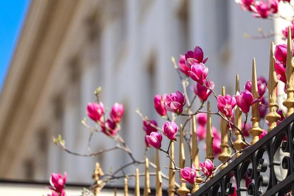 Magnolie înflorită