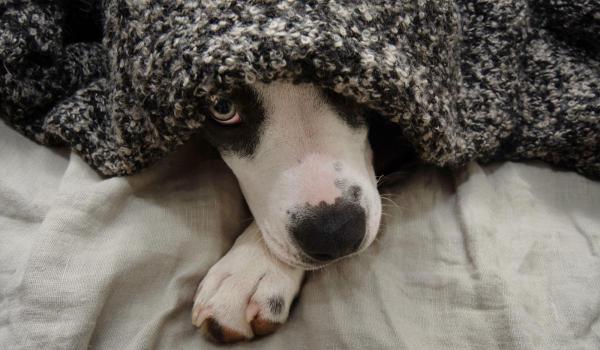 Italia recunoaşte oficial animalele bolnave ca motiv de concediu plătit de urgenţă