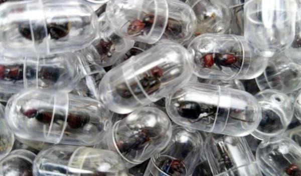 Cum a ajuns o mică insectă să fie vândută şi cu 220$. Sunt "vânate" de colecţionarii din toată lumea