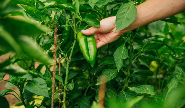 Afacerea de nişă cu care 2 prieteni din Reghin au dat lovitura. Totul a început din curiozitate