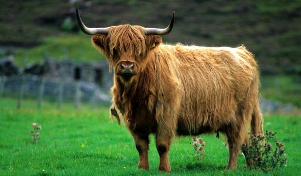 Mai multe vite Highland au fost "ascunse" după ce au devenit virale pe TikTok