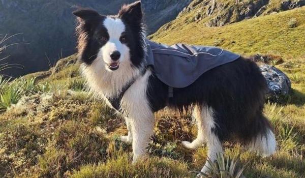 Salvare miraculoasă. Un câine s-a întors în braţele stăpânei la o săptămână după ce au căzut într-o cascadă