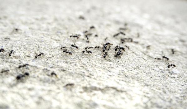 Afacerea cu furnici de mii de euro care i-a adus unui chinez un an de închisoare