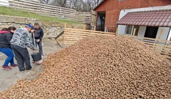 Comuna în care se împart gratuit tone de cartofi. Localnicii, încurajați să vină cu sacii